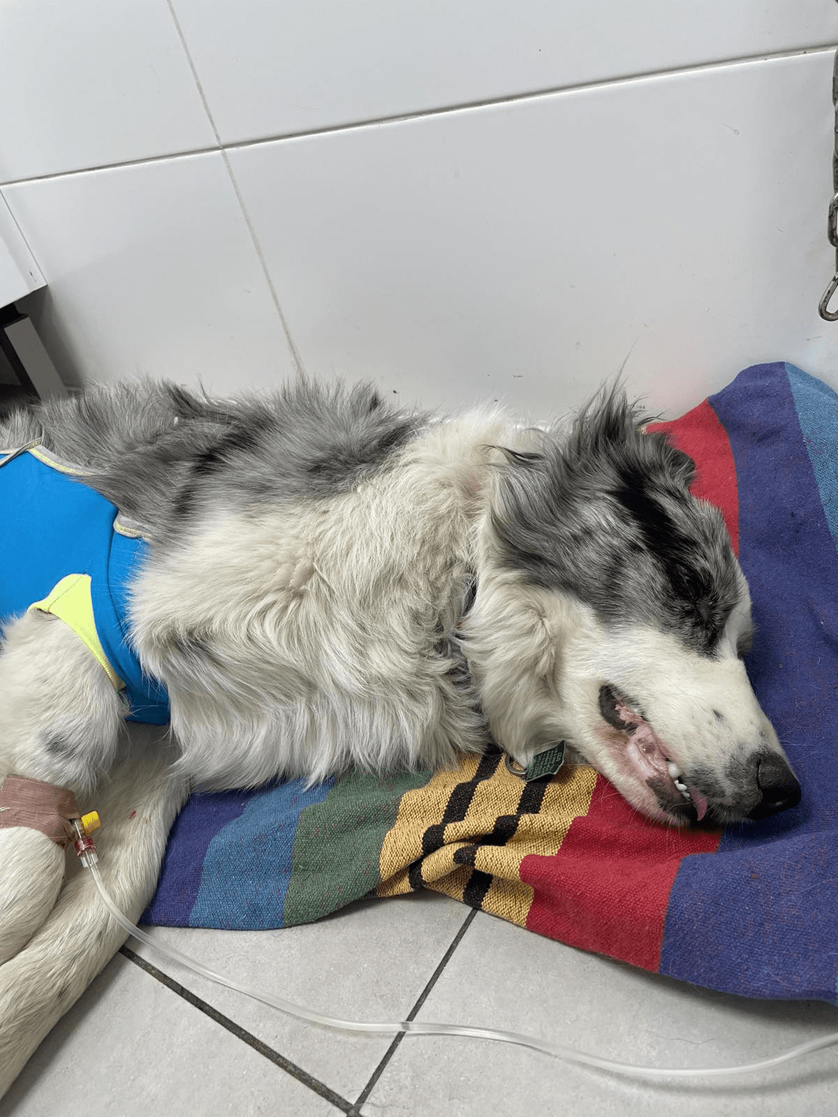 Kliešte a parazity Veterinar Košice VETERAS 6